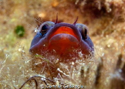 Lepadogaster lepadogaster
The picture was taken in KORUM... by Cumhur Gedikoglu 